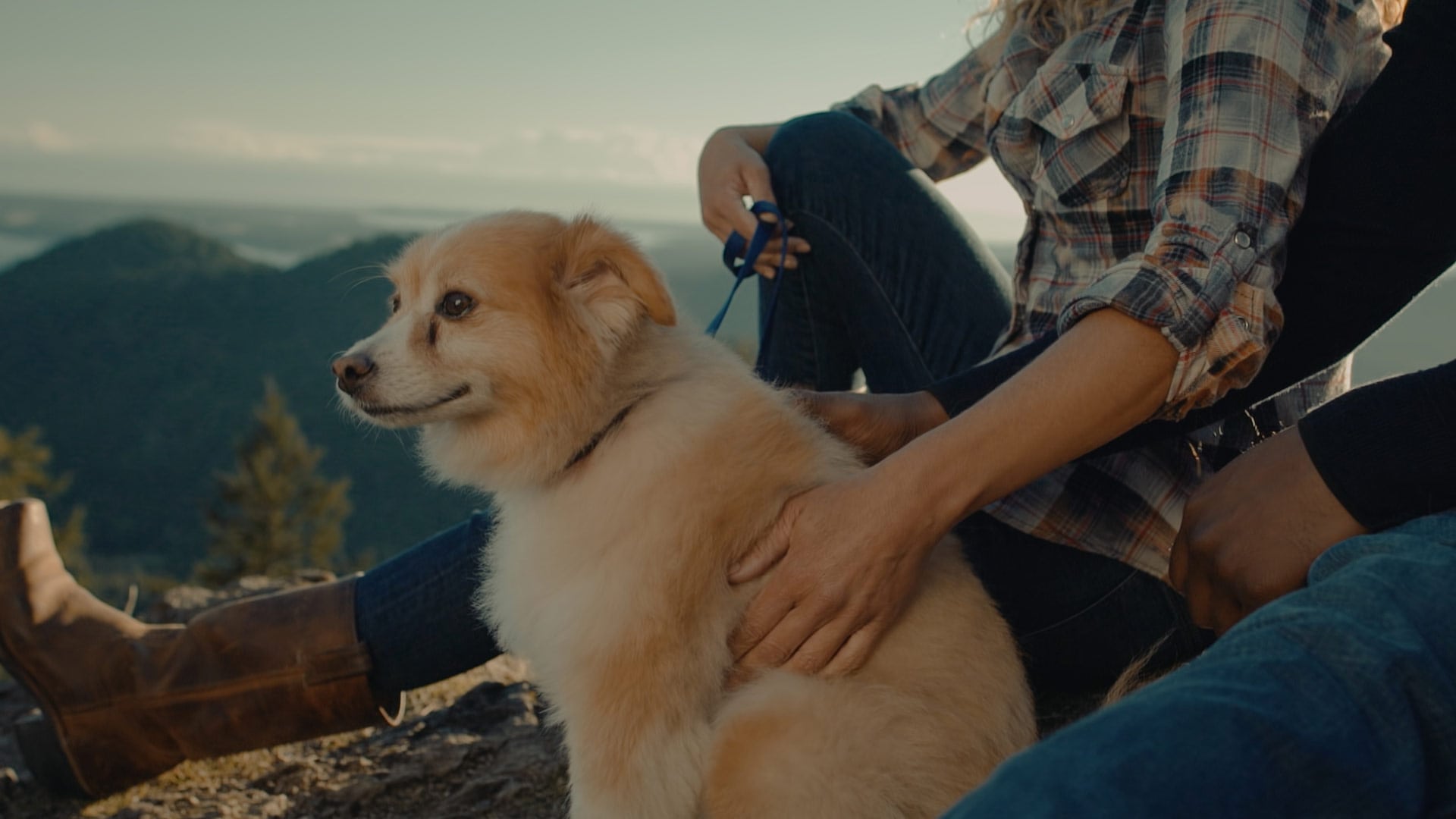 A shot of a dog in a branded documentary