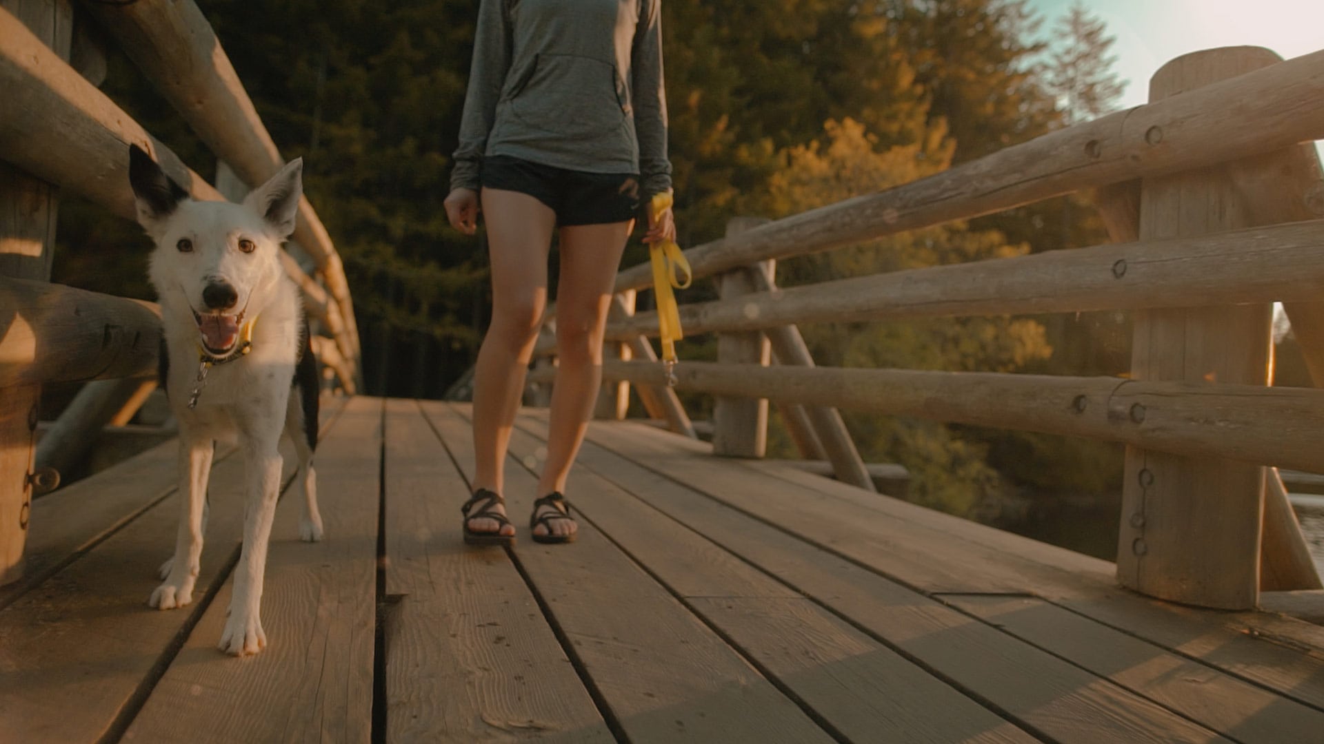 A shot of a dog in a branded documentary